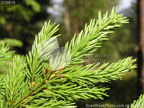 Image of pine twig