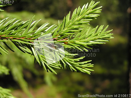 Image of pine twig