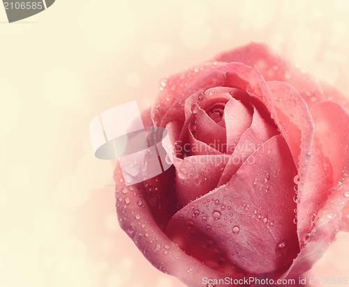 Image of Pink Rose