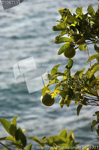 Image of Lime tree on the sea background 