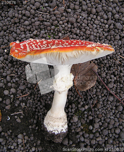 Image of toadstool