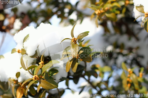 Image of green buxus