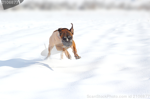 Image of happy dog in snow