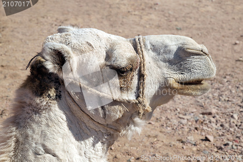 Image of Arabian camel head