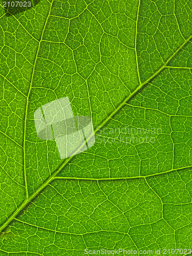 Image of Green leaf texture