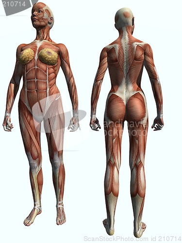 Image of Anatomy Muscle Woman Standing