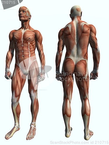 Image of Anatomy Muscle Man Standing