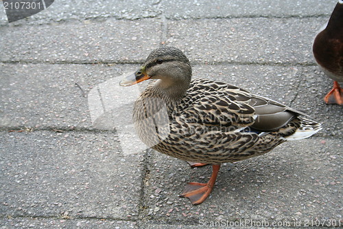 Image of Duck waiting for food on pavement