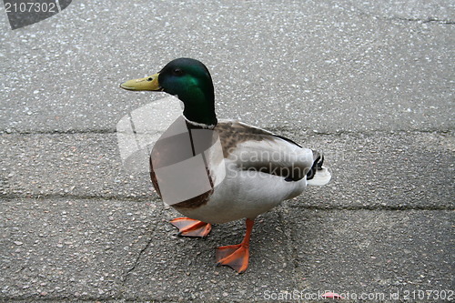 Image of Duck waiting for food on pavement