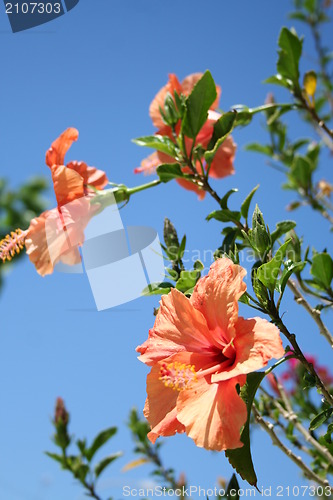 Image of Hibiscus wit blue sky as background