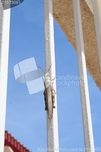 Image of Close up of grasshopper on gate