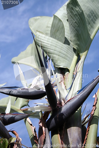 Image of Strelitzia with white and blue flowers