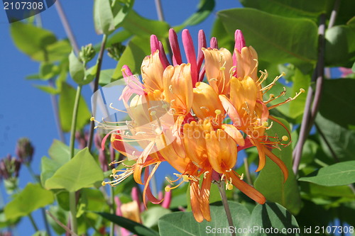 Image of Lonicera Heckrotti