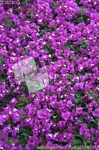 Image of Bougainvillea