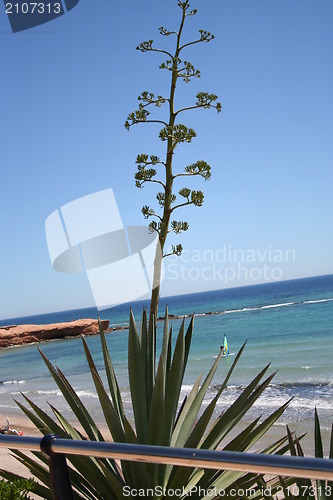 Image of Windsurfing in the Mediterranean, Costa Blanca