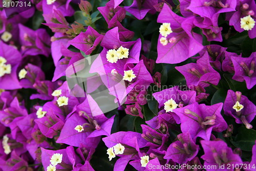 Image of Close up of Bougainvillea