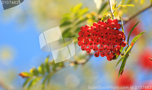 Image of Rowanberries in early autumn.