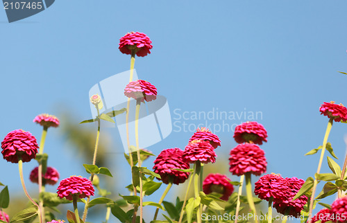 Image of Zinnia elegans