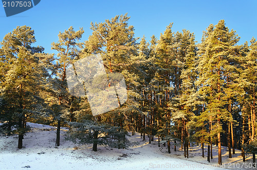 Image of Winter Forest