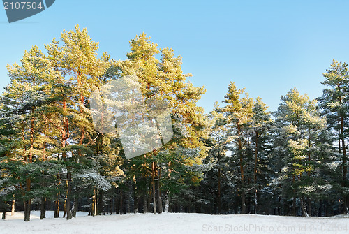 Image of Pine Forest 