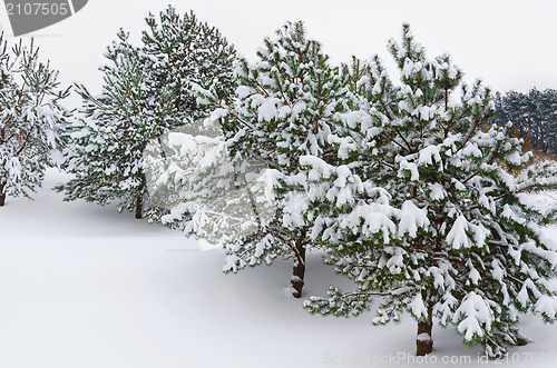 Image of Fir Trees