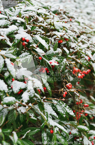 Image of Red Berries