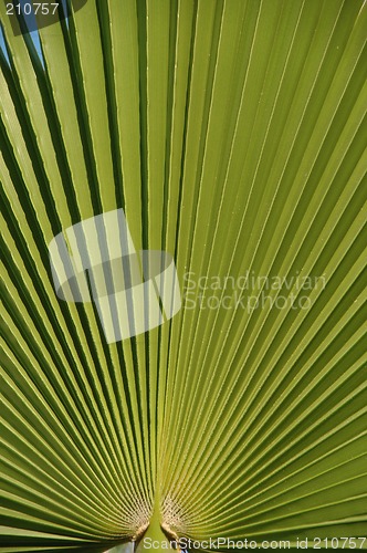 Image of Palm leaf