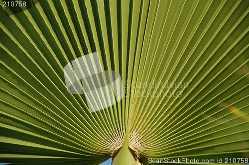 Image of Palm leaf