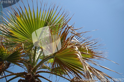 Image of Palm leafs