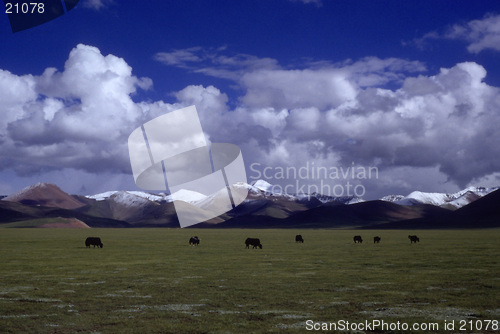 Image of Grassland