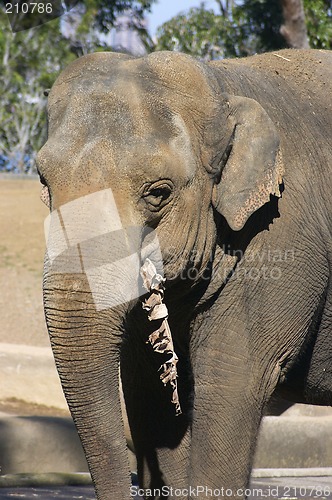 Image of Elephant