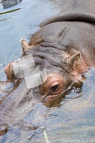 Image of Hippo