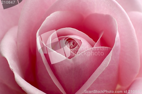 Image of rose