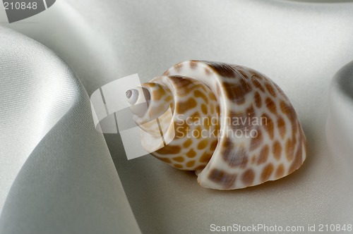 Image of shell