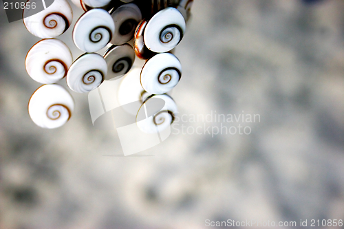 Image of White shells