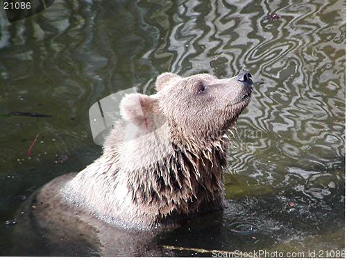 Image of Swimming Bear