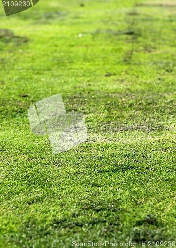 Image of Old Green Grass