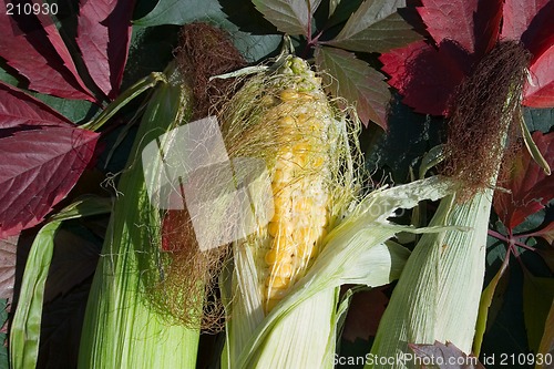 Image of Corn