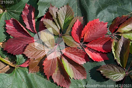 Image of Leaves