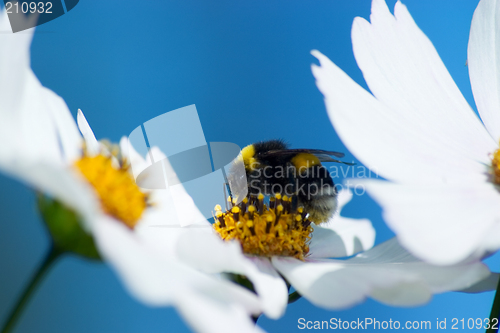 Image of Cosmea (cosmos) flowers