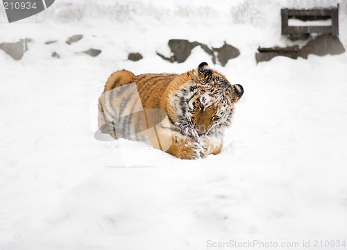 Image of Young tiger