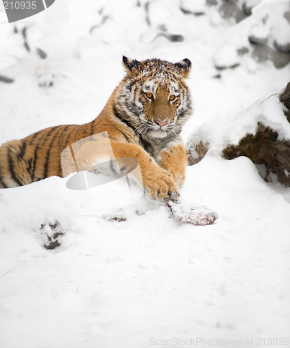 Image of Young tiger