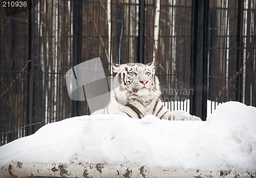 Image of White tiger (tigress)