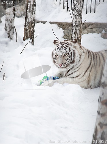 Image of White tigress with doll