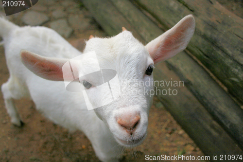 Image of lovely goat