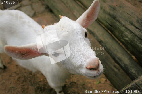 Image of lovely goat