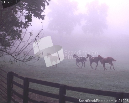 Image of horses running