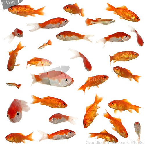 Image of Many goldfish