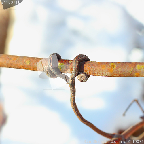 Image of detail in vineyard