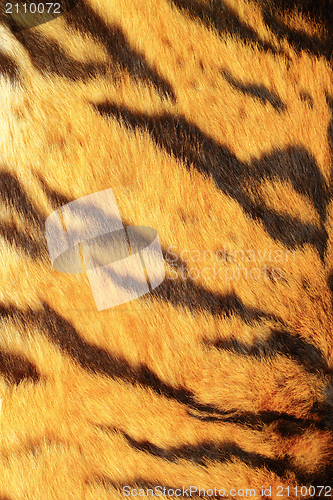 Image of detail of tiger stripes